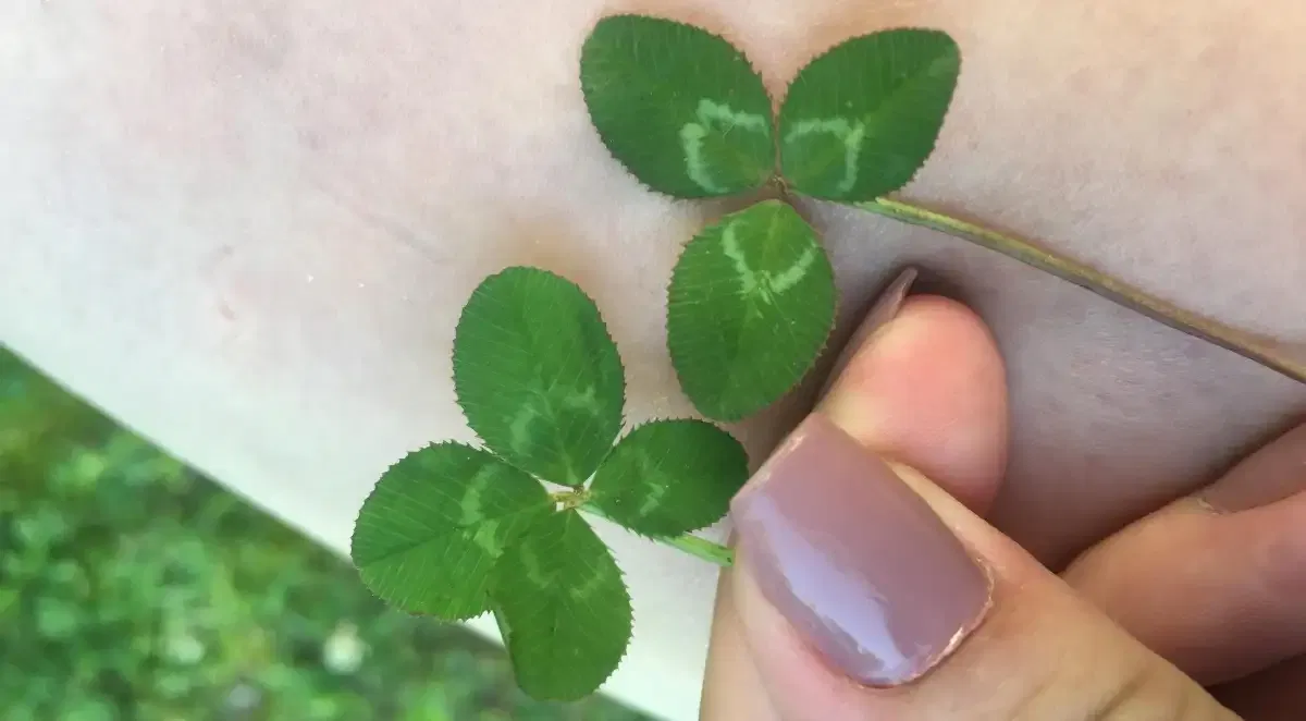 Signs of Good Luck Coming